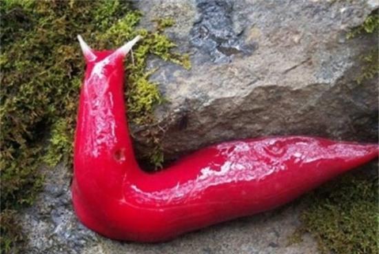 nhung loai dong vat bien ky la nhat trai dat hinh anh 1