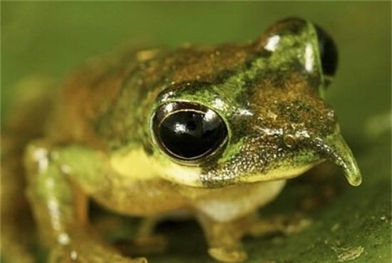 nhung loai dong vat bien ky la nhat trai dat hinh anh 2