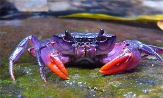 nhung loai dong vat bien ky la nhat trai dat hinh anh 3