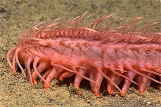 nhung loai dong vat bien ky la nhat trai dat hinh anh 4