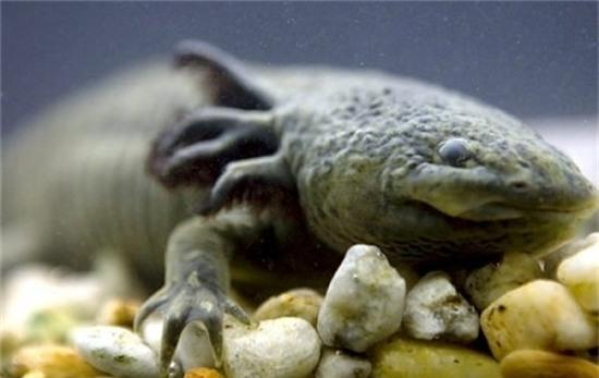 nhung loai dong vat bien ky la nhat trai dat hinh anh 5