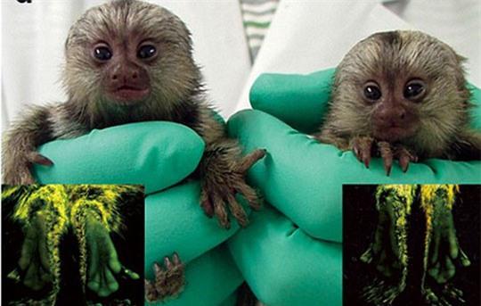 nhung loai dong vat bien ky la nhat trai dat hinh anh 6