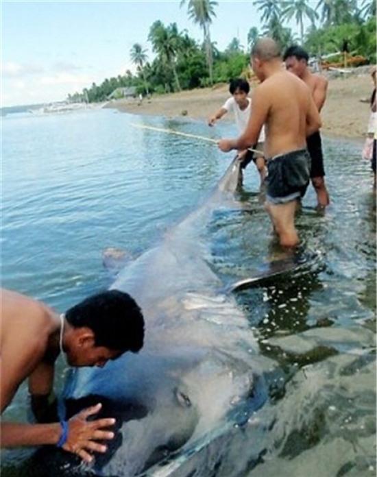 nhung loai dong vat bien ky la nhat trai dat hinh anh 7