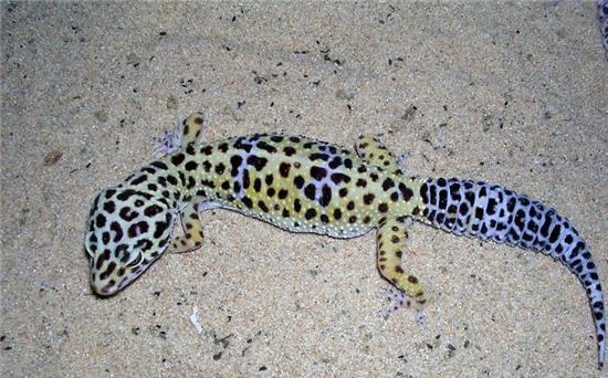 nhung loai dong vat bien ky la nhat trai dat hinh anh 9