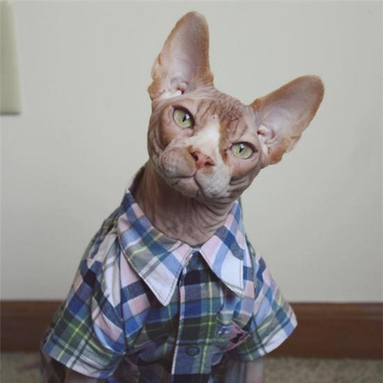 21 chú mèo này có cuộc đời tươi sáng hơn chính bạn đấy - Ảnh 1.