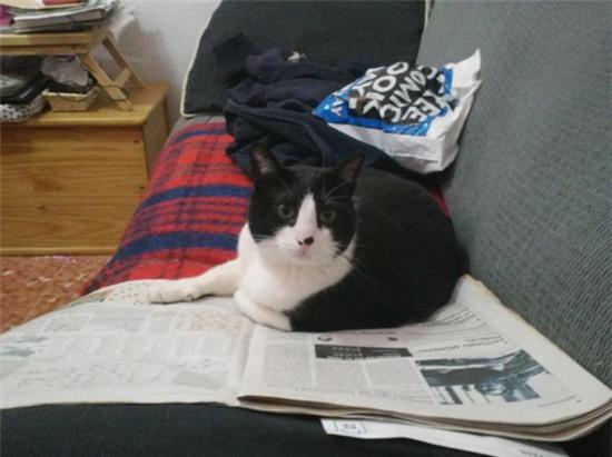 21 chú mèo này có cuộc đời tươi sáng hơn chính bạn đấy - Ảnh 12.