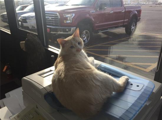 21 chú mèo này có cuộc đời tươi sáng hơn chính bạn đấy - Ảnh 14.