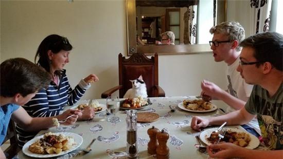 21 chú mèo này có cuộc đời tươi sáng hơn chính bạn đấy - Ảnh 2.