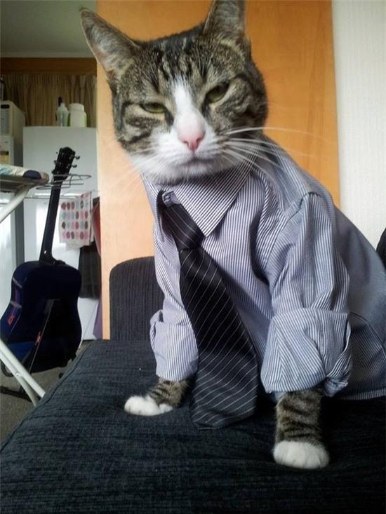 21 chú mèo này có cuộc đời tươi sáng hơn chính bạn đấy - Ảnh 7.