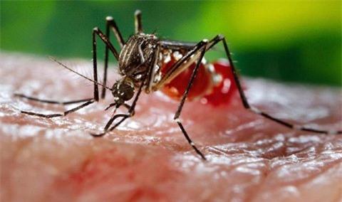 Zika, Virus Zika, xét nghiệm, triệu chứng Zika, sốt xuất huyết