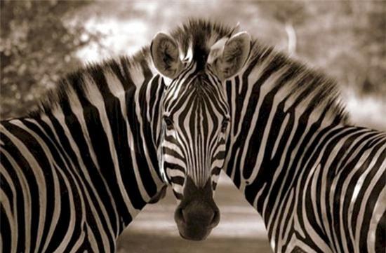 anh-danh-lua-thi-giac