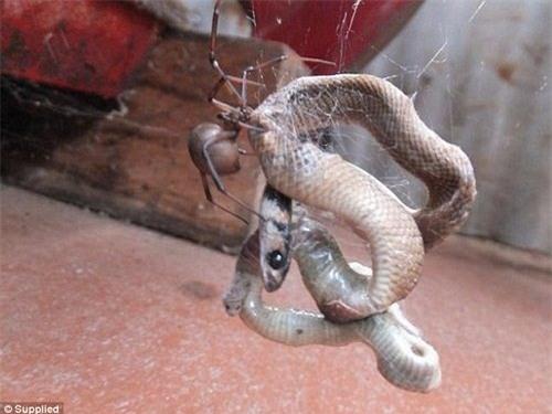 rung minh voi canh nhen bat ran hinh anh 1