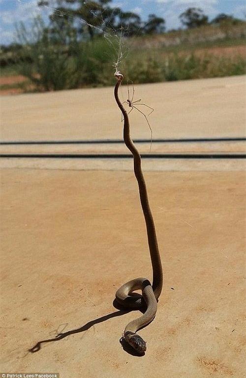 rung minh voi canh nhen bat ran hinh anh 2