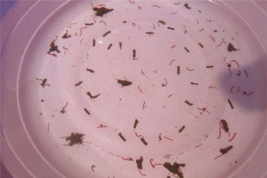 Chậu nước mà anh M giữ lại từ tối 23/3. Ảnh: N.Thuyết.