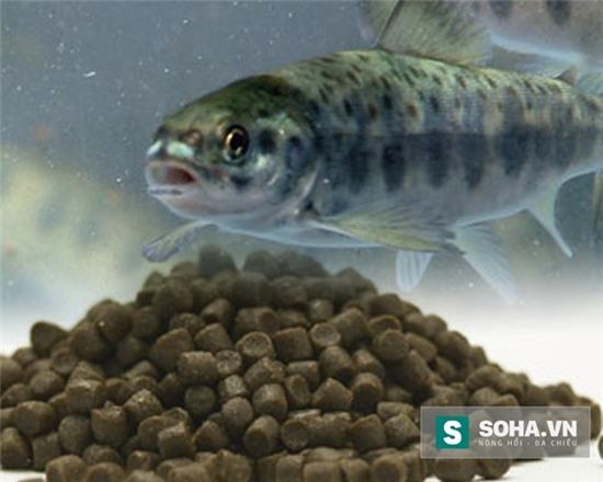 Thức ăn viên dành cho cá hồi nuôi