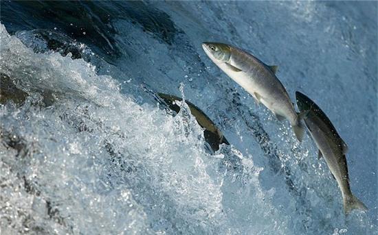 Cá hồi nuôi ở Seattles có thể nhiễm cocaine và nicotine.