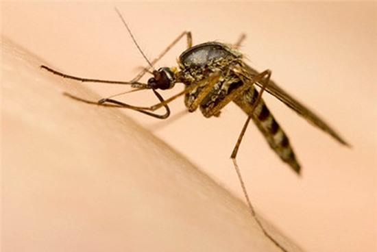 Muoi van nuoi o dao Tri Nguyen co the ap che virus Zika hinh anh