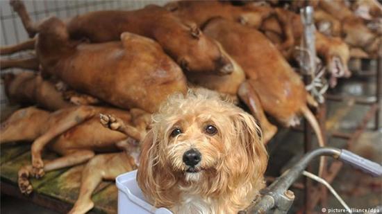 Clip: Ánh mắt đầy ám ảnh của những chú chó vô tội trên đường tới lò mổ - Ảnh 4.