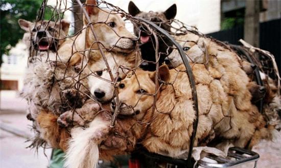 Clip: Ánh mắt đầy ám ảnh của những chú chó vô tội trên đường tới lò mổ - Ảnh 7.