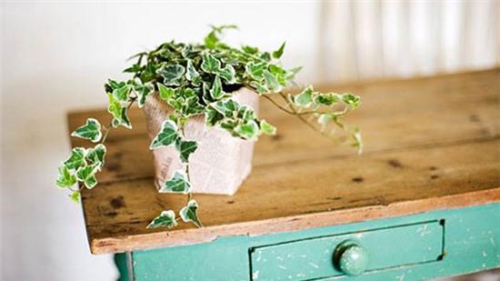 cây xanh, máy khử độc