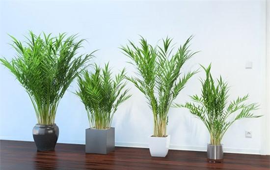 cây xanh, máy khử độc