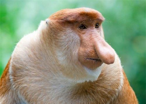 5 loai khi ki la nhat the gioi hinh anh 2