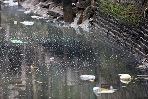 nguoi thu do 'ngat tho' song canh con muong 'chet' - 7