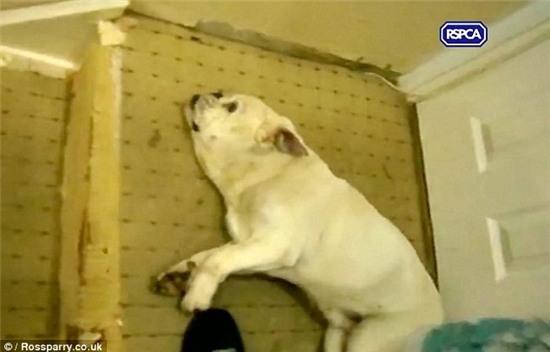 2 chân sau của chú chó Baby không còn khả năng đi lại và hôn mê suốt 3 tháng.