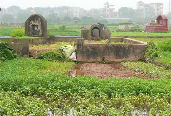 hai hung: rau xanh mon mon tren nhung nam mo giua thu do hinh anh 6