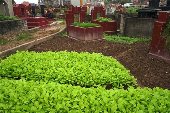 hai hung: rau xanh mon mon tren nhung nam mo giua thu do hinh anh 8