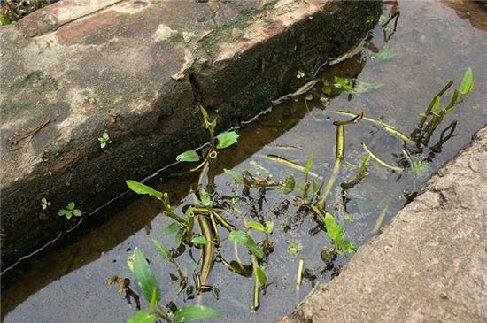 hai hung: rau xanh mon mon tren nhung nam mo giua thu do hinh anh 3