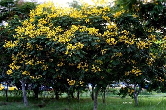 Mua hoa diep vang thap sang nhung hang cay Sai Gon hinh anh 11