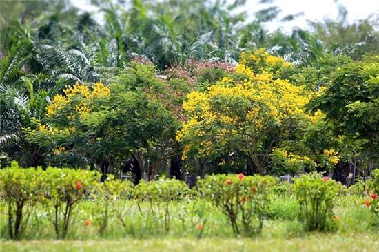 Mua hoa diep vang thap sang nhung hang cay Sai Gon hinh anh 2