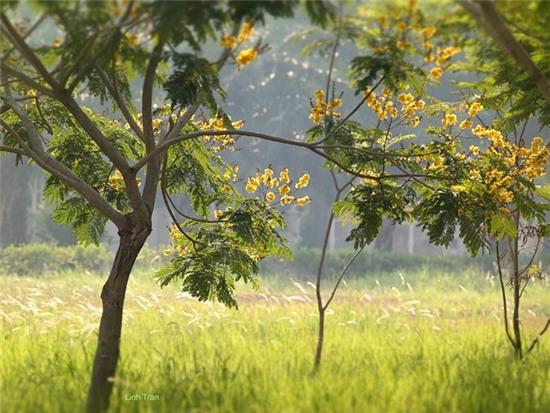 Mua hoa diep vang thap sang nhung hang cay Sai Gon hinh anh 4