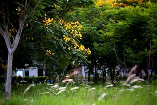 Mua hoa diep vang thap sang nhung hang cay Sai Gon hinh anh 7