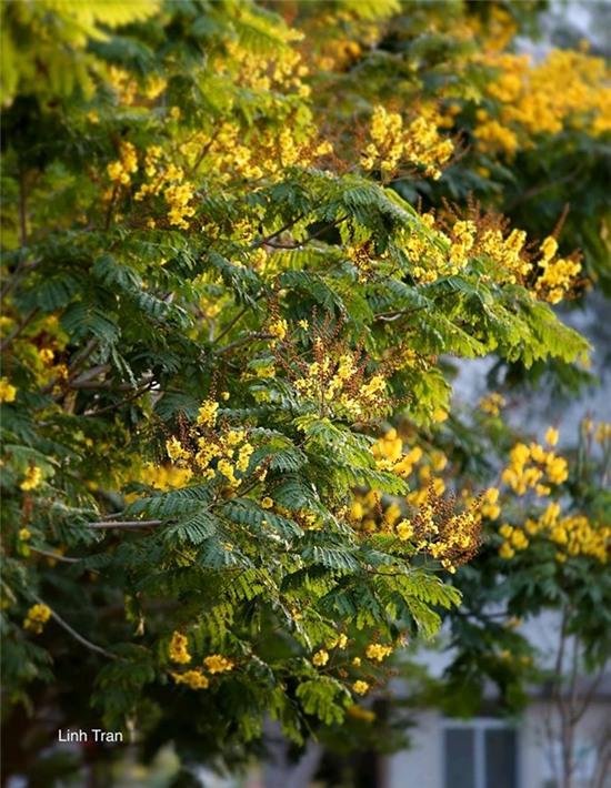 Mua hoa diep vang thap sang nhung hang cay Sai Gon hinh anh 8