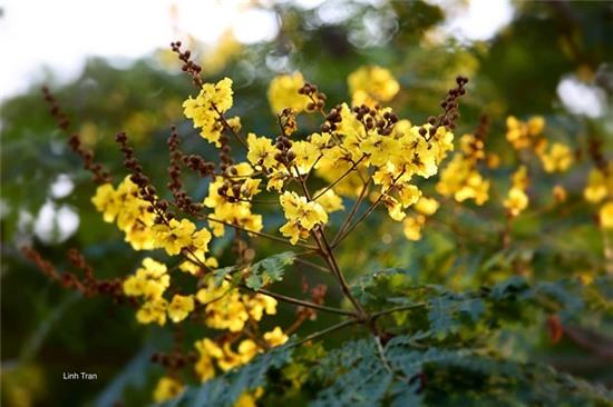 Mua hoa diep vang thap sang nhung hang cay Sai Gon hinh anh 9