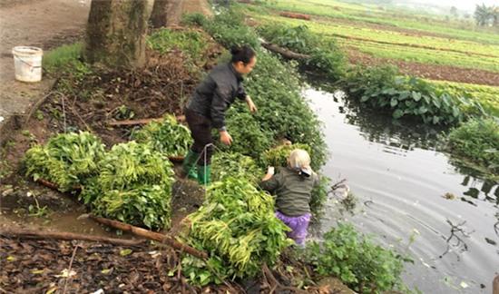 Rùng rợn rau muống "tắm" nước đen trước giờ xuống chợ - 1