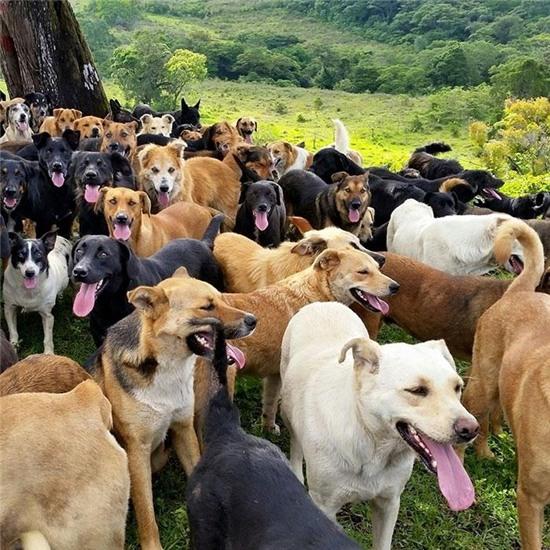 land-of-stray-dogs-territorio-de-zaguates-costa-rica-13.jpg