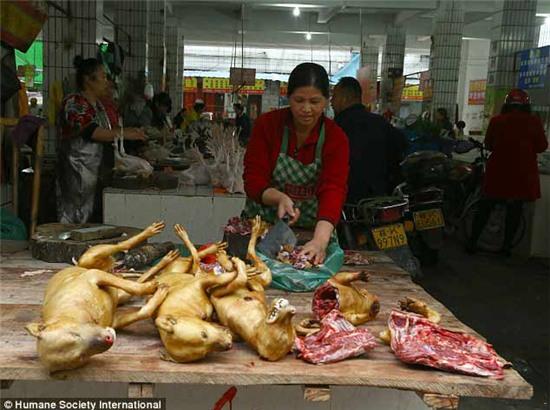 chợ thịt chó, Ngọc Lâm, Trung Quốc, giết mổ, giết thịt