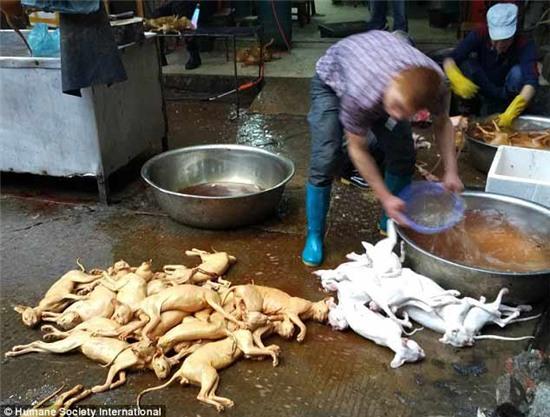 chợ thịt chó, Ngọc Lâm, Trung Quốc, giết mổ, giết thịt