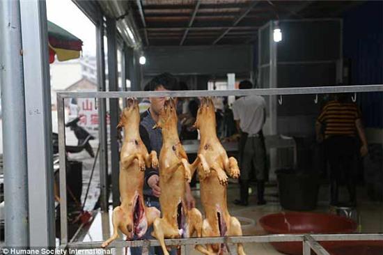 chợ thịt chó, Ngọc Lâm, Trung Quốc, giết mổ, giết thịt