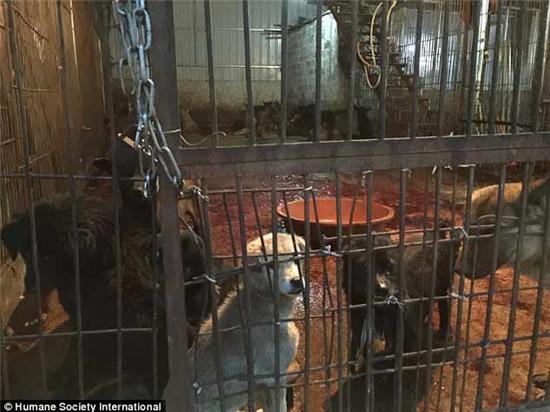 chợ thịt chó, Ngọc Lâm, Trung Quốc, giết mổ, giết thịt