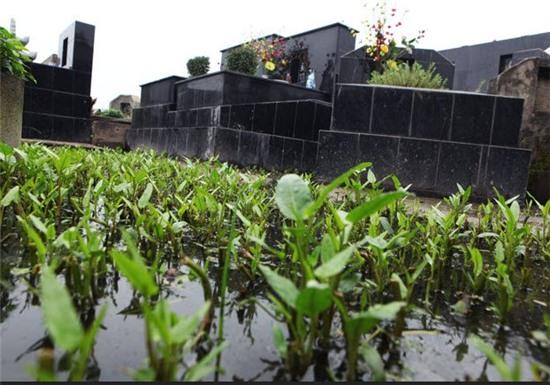 “an rau trong o nghia dia de mac benh” hinh anh 2