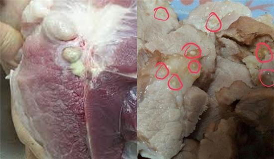 thịt lợn sạch, salbutamol, thịt lợn chứa chất cấm, chất tăng trọng, chất tạo nạc