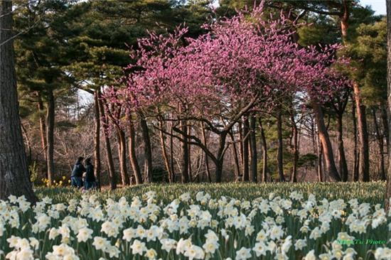 Mua xuan ngap sac hoa o xu Phu Tang hinh anh 11