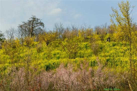Mua xuan ngap sac hoa o xu Phu Tang hinh anh 13