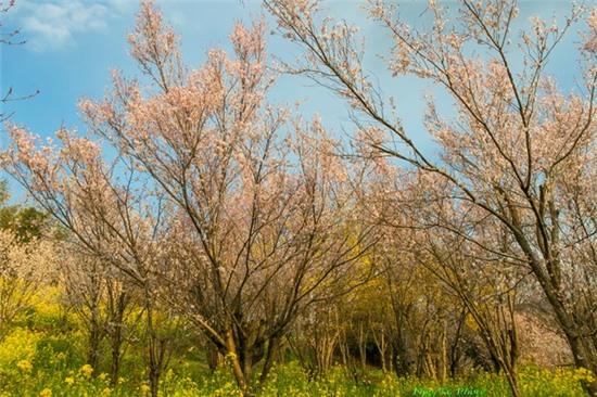 Mua xuan ngap sac hoa o xu Phu Tang hinh anh 14