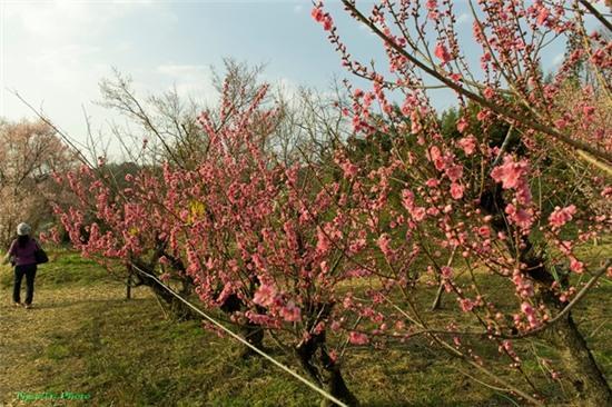 Mua xuan ngap sac hoa o xu Phu Tang hinh anh 15