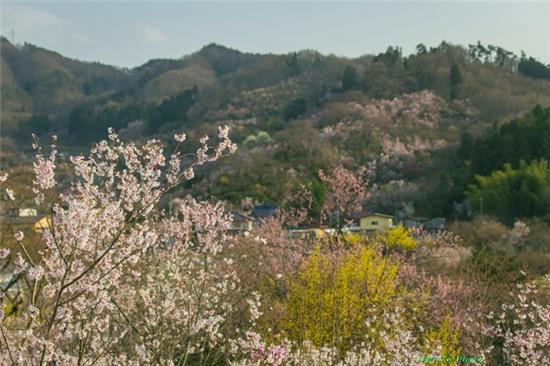 Mua xuan ngap sac hoa o xu Phu Tang hinh anh 18